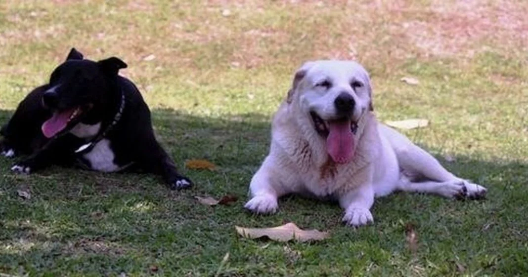 dog-parks-landscape