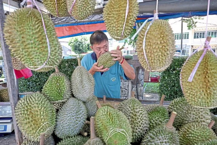 Penang's Durian Season Arrives Early, Fruits Creamier And Tastier Than Usual