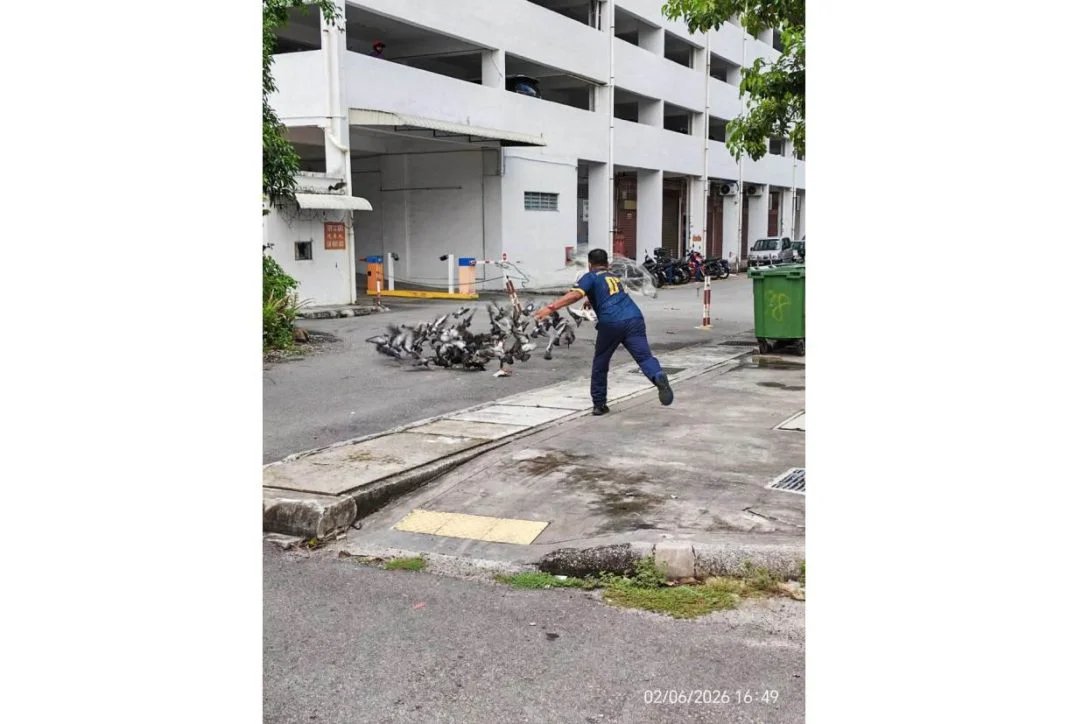 thestar-mbpp-bird-cull-june
