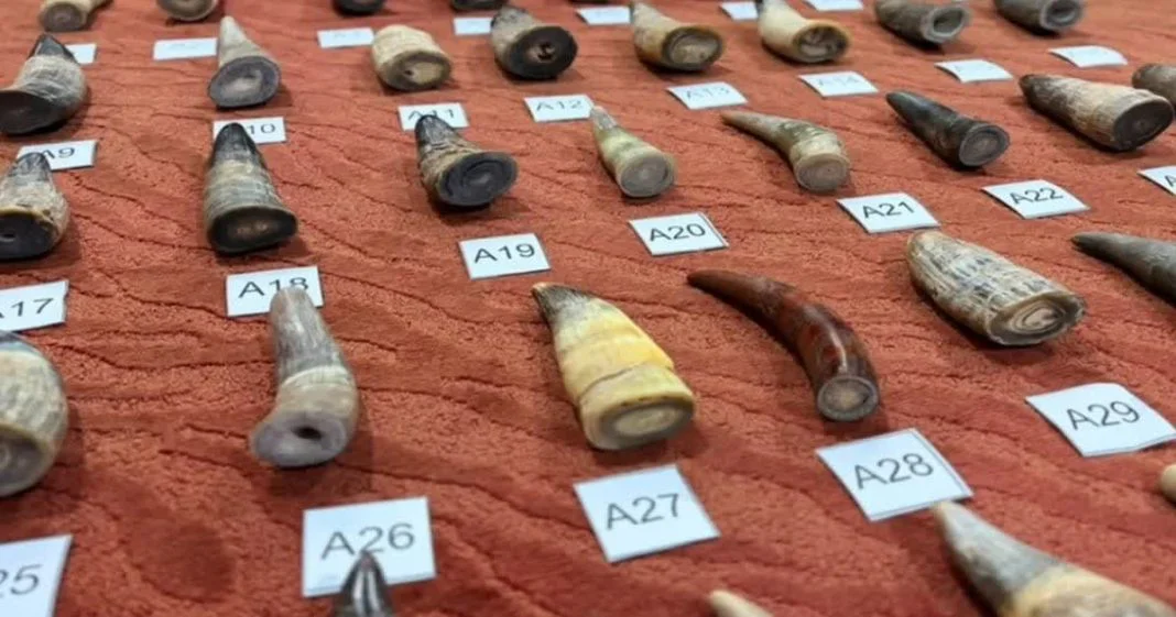wildlife-smuggle-penang-22aug2026